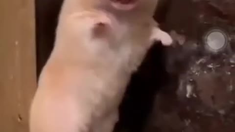 RATS SHOCKED