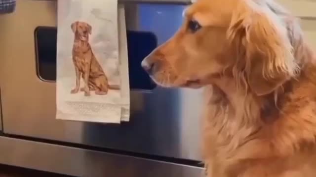 What happens when dog's hair is put into the oven