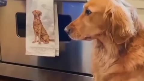 What happens when dog's hair is put into the oven