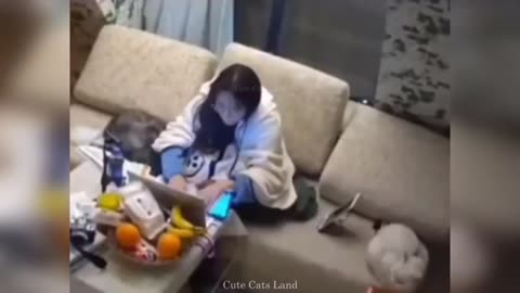 Video Funny top cat