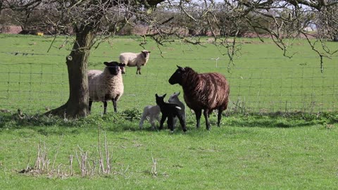 Sheep In A Farm