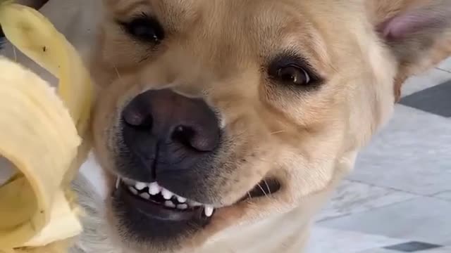 Dog smiling funny animals prank videos