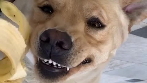 Dog smiling funny animals prank videos