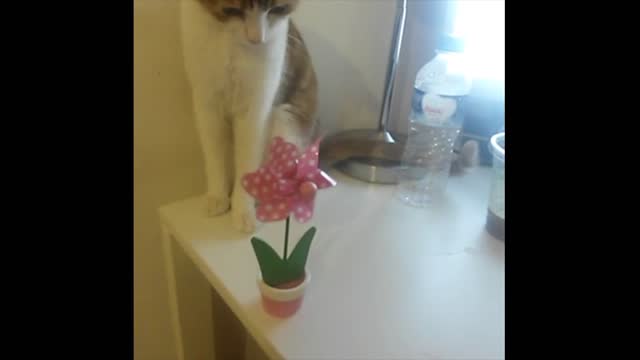 The Cat Who Hates Pinwheels
