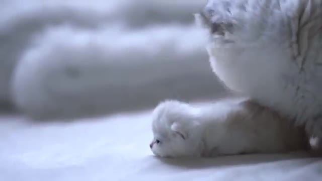 Cute Kitten Calling For His Mom | Very Adorable!