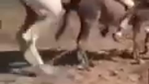 animal meeting video