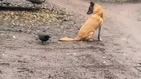 FUNNY CATS and DOGS 🐱🐶 New Funniest Animal Videos 2023