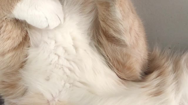 Close-up Of A Cream Beige Furred Cat Sleeping On Its Back