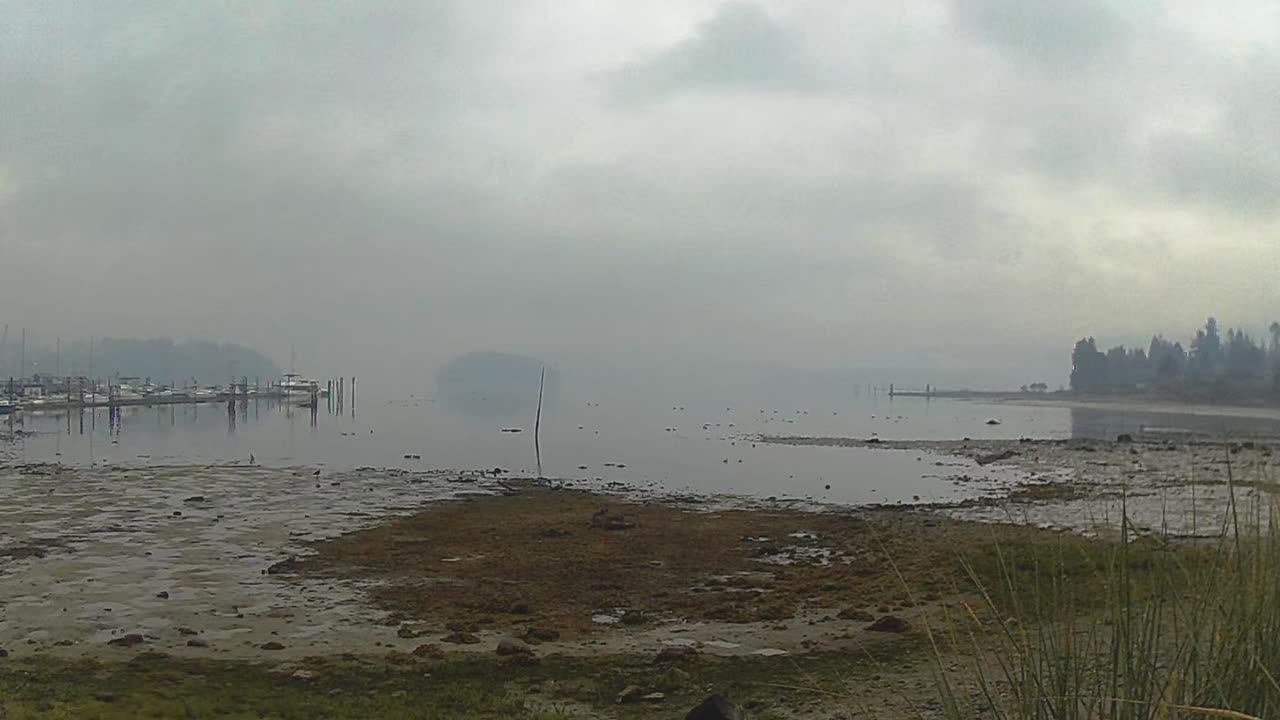 Birds at Low Tide on a Rainy Beach featuring Last Nite by Paul Clifford