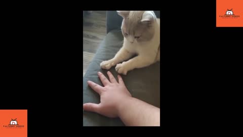 Funny Cats Part 2 #funnyvideo #TrendingVideo