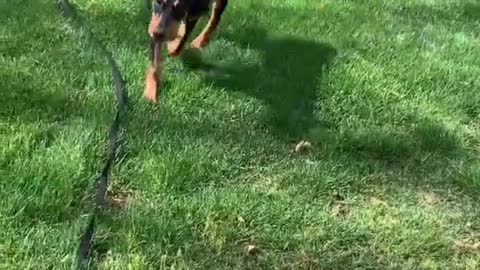 cute Dog Funny compelitions