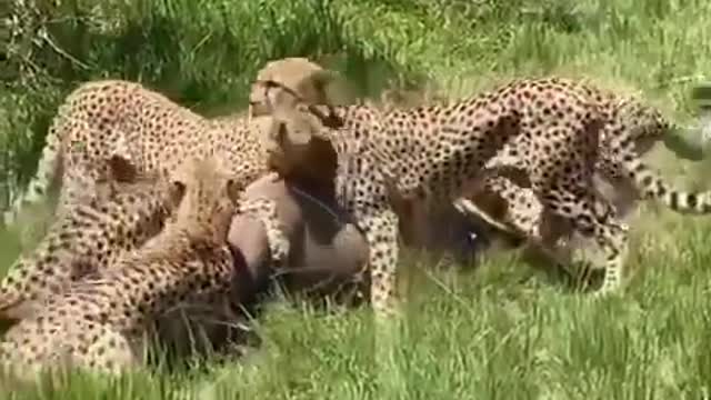Not a single chance of survival for an antelope.