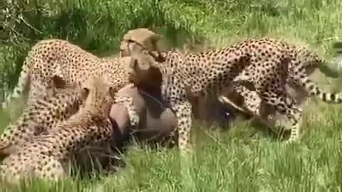Not a single chance of survival for an antelope.