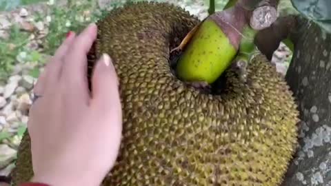 What a big jackfruit