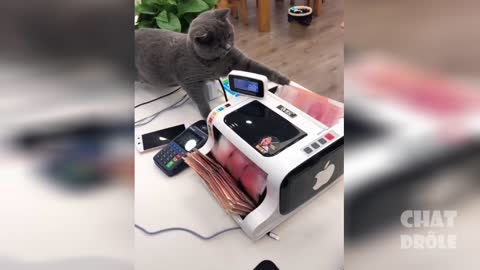 Funny cats