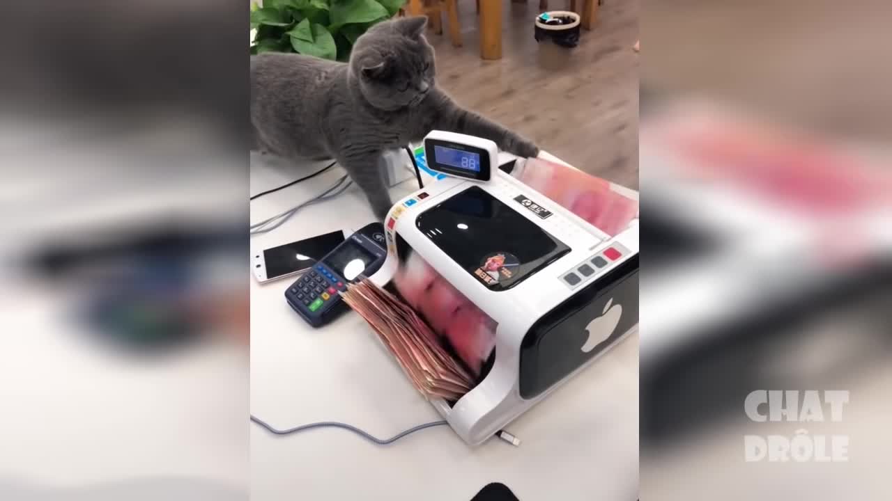 Funny cats