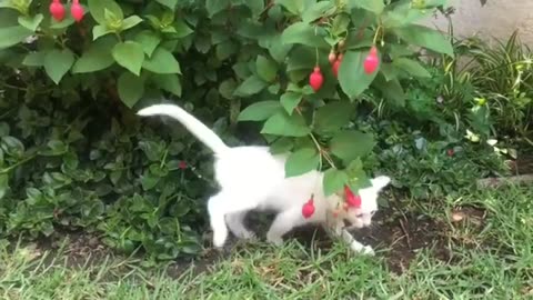 funny animals compilation