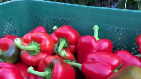 Awsome Greenhouse Hawaiian Peppers Farming in Korea -Modern Agriculture Technology