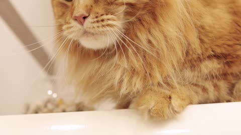 Beautiful red Maine Coon, the king of cats - Aesthetic - 4K UHD