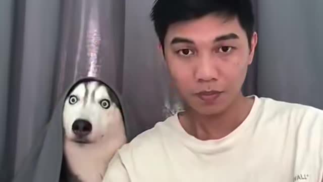 Funny Surprised Husky