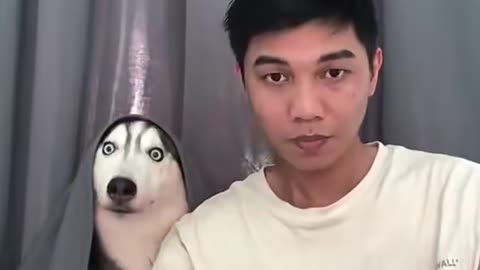 Funny Surprised Husky