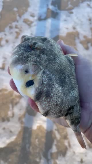Puffer fish