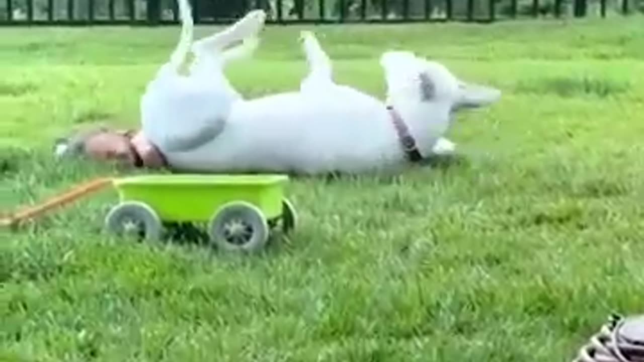 Funniest Cats And Dogs videos