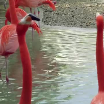 American flamingo Brids