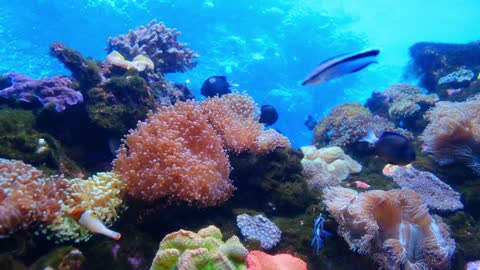 Marine life of underwater fish and corals - at the bottom of the sea