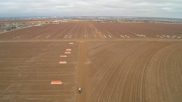 Winter cotton field 4