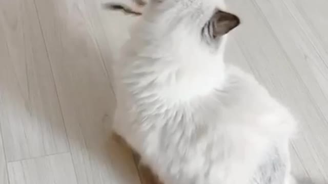 Leckdoll's cat playing around.