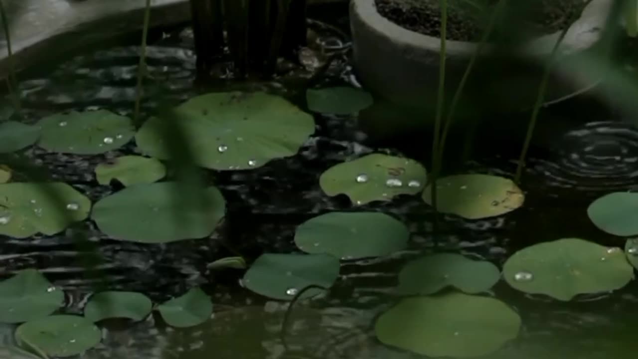 #Awesome #weather #raining #plants #nature #naturelover 🎄🙏