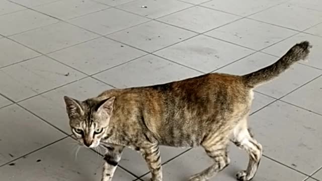 A cat walk on the street