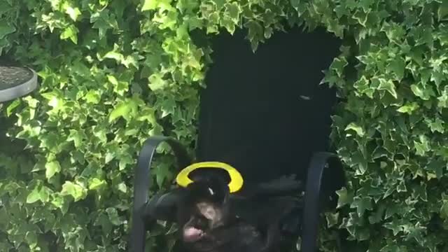 Collab copyright protection - black french bulldog chair frisbee