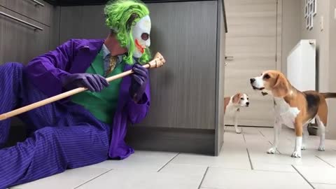 Fuuny beagle's vs joker