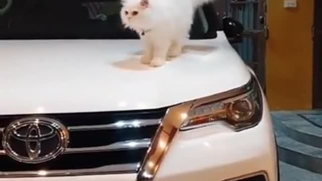 Funniest Cats Lovely and Funny Animals Videos Compilation