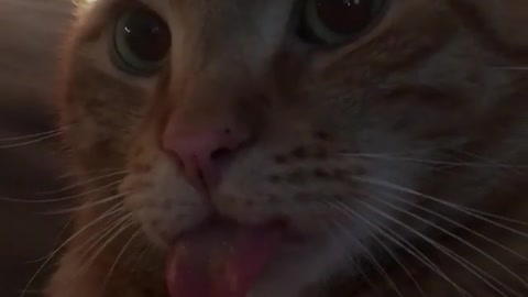 BIG tongue cat