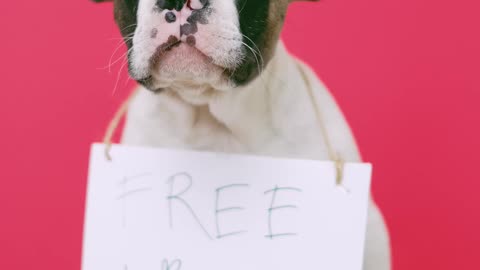 Animals pet dog cat funy