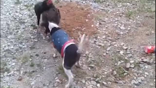 Animals are too good for us