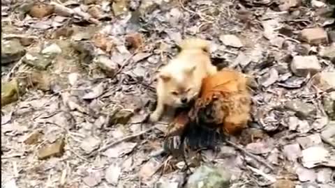 Dog Fight VS Chicken Funny Dog Fight Videos