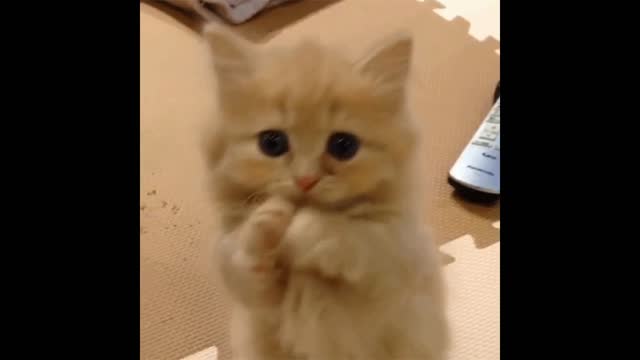 Kitten gif video