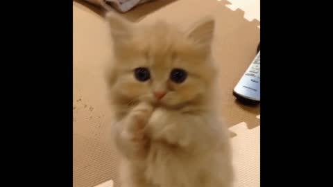 Kitten gif video