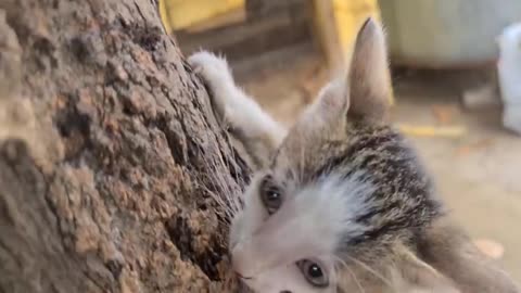 Funny cats and kittens meowing compilation