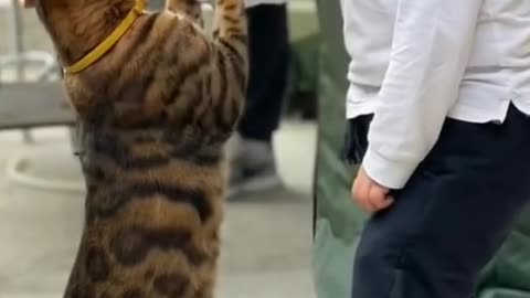 Cat funny videos #cat #cute #rumble #funny