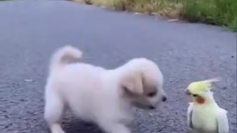 Funny puppy with beautiful parrot