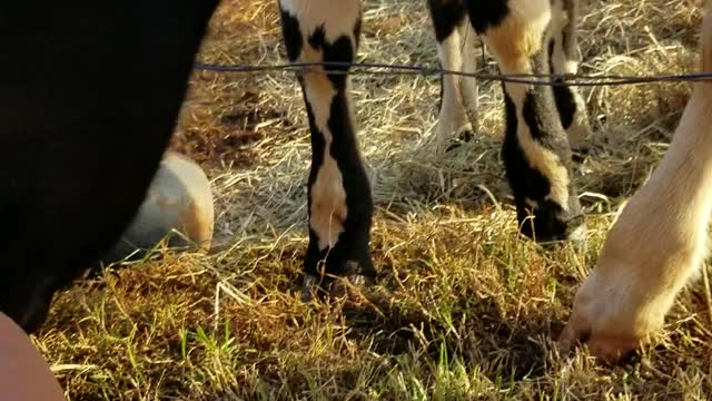 Calf cleaning