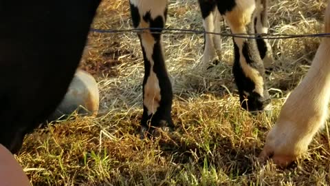 Calf cleaning