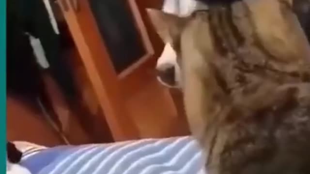 Cats and dogs fighting very funny || Try not to laugh