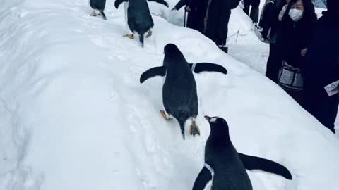 A very cute little penguin