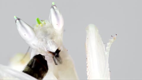 Fragile Mantis Dramatically Catches Prey